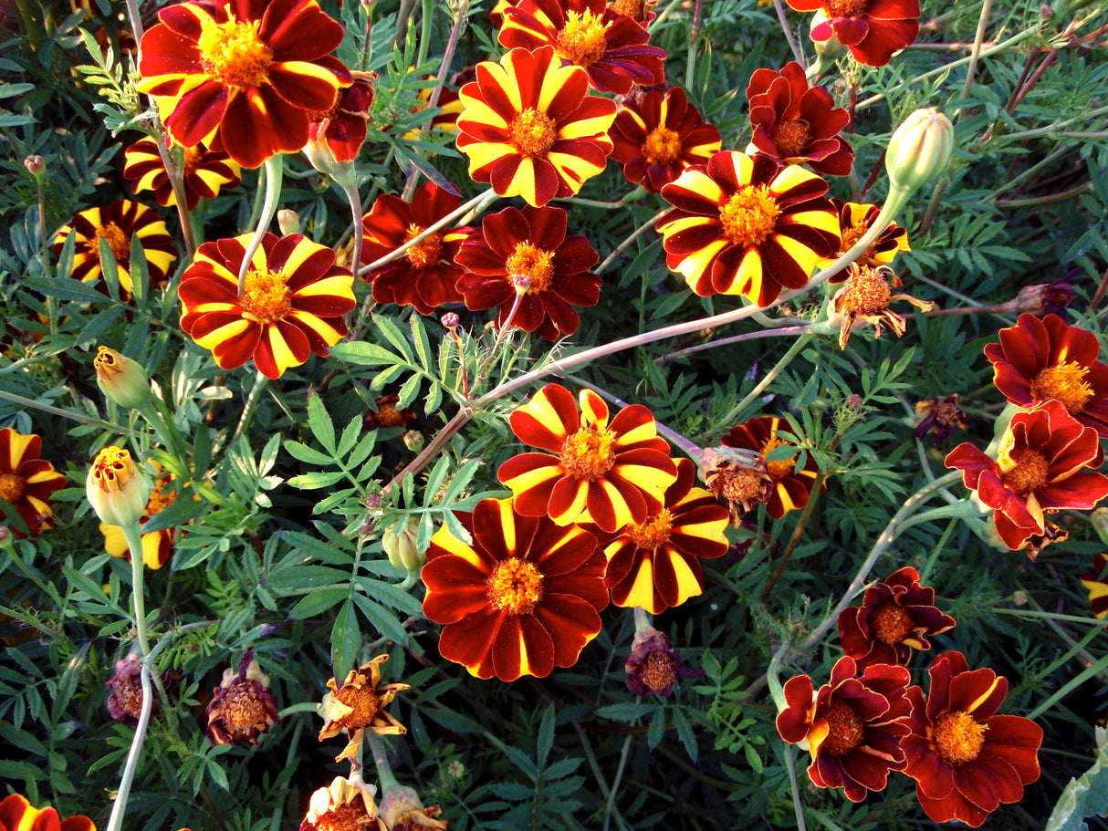 Reinsaat – Double Pinwheel (Tagetes patula)