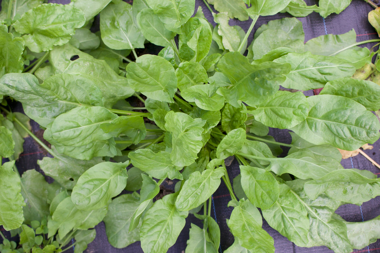 Reinsaat – Sauerampfer (Rumex acetosa)