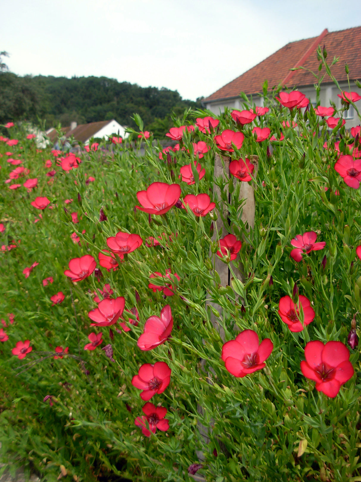 Reinsaat "Roter Lein"  (Linum grandiflorum)